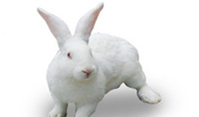 Kín đơn hàng các sản phẩm có “yếu tố thỏ” tại Nghĩa Ô