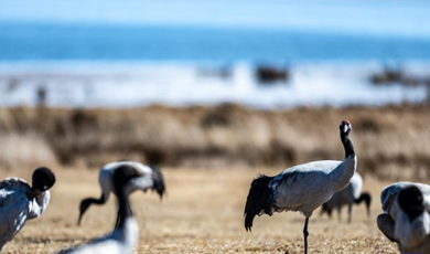 Key biodiversity role seen for children