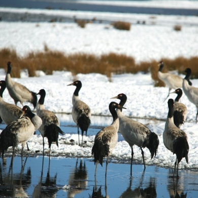 Black-necked cranes spend winter in southwest China nature reserve