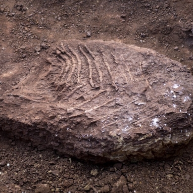 Dinosaur fossils discovered in Yunnan