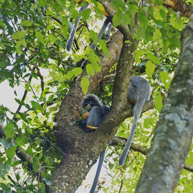 New member added to Yunnan monkey family