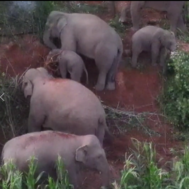 Baby elephants forage in Jiangcheng