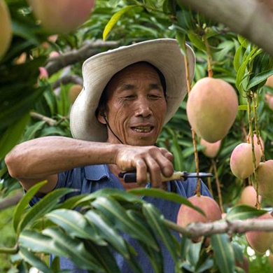 Mango industry stands out at Yunnan’s two sessions