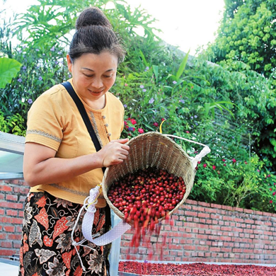 Pu’er village thrives on coffee