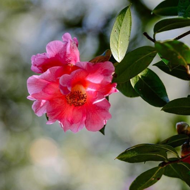 Camellias bloom in Kunming Botanical Garden