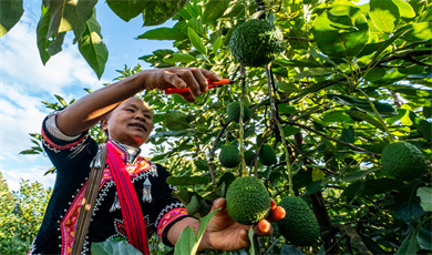 တရုတ်-မြန်မာ နယ်စပ်ရှိ မုန့်လျန်ခရိုင်က ထောပတ်သီးစိုက်ပျိုးထုတ်လုပ်မှု အားကောင်းလာ