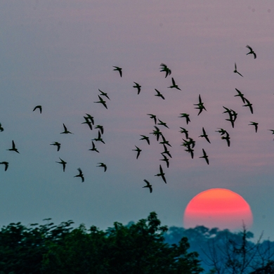 Rare parakeets spotted in Ruili