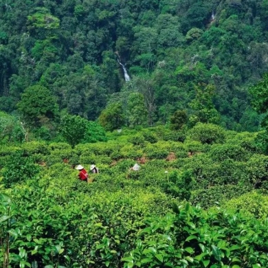 Yunnan passes regulation to protect old tea trees