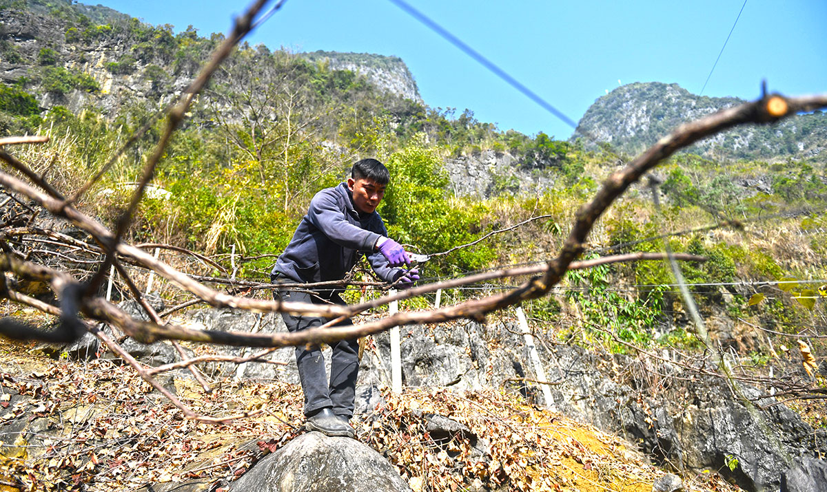 在大山种地的“85后”黄启林