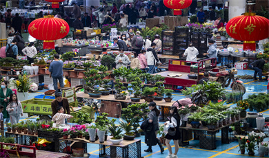တရုတ်နိုင်ငံ ကူမင်းမြို့ သိုနန် ပန်းဈေးကွက်တွင် ပျားပန်းခပ်စည်ကားလျက်ရှိ