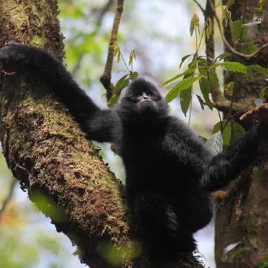 Group of Western Black Crested Gibbons spotted in China's Yunnan