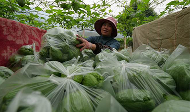 Su su Hà Khẩu lần đầu tiên được thu hoạch và xuất khẩu sang Việt Nam
