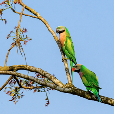 Hundreds of psittacula roseata photographed in Ruili