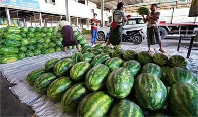 မြန်မာ့ဖရဲသီးများ ကို တရုတ်နိုင်ငံမှ ဈေးကောင်းပေးဝယ်ယူလျက်ရှိ