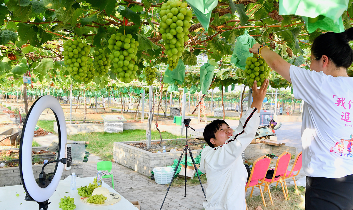 Điện thoại di động trở thành “nông cụ”, livestream bán hàng thay cho “việc đồng áng”, những kinh nghiệm phát triển kinh tế số ở nông thôn Trung Quốc
