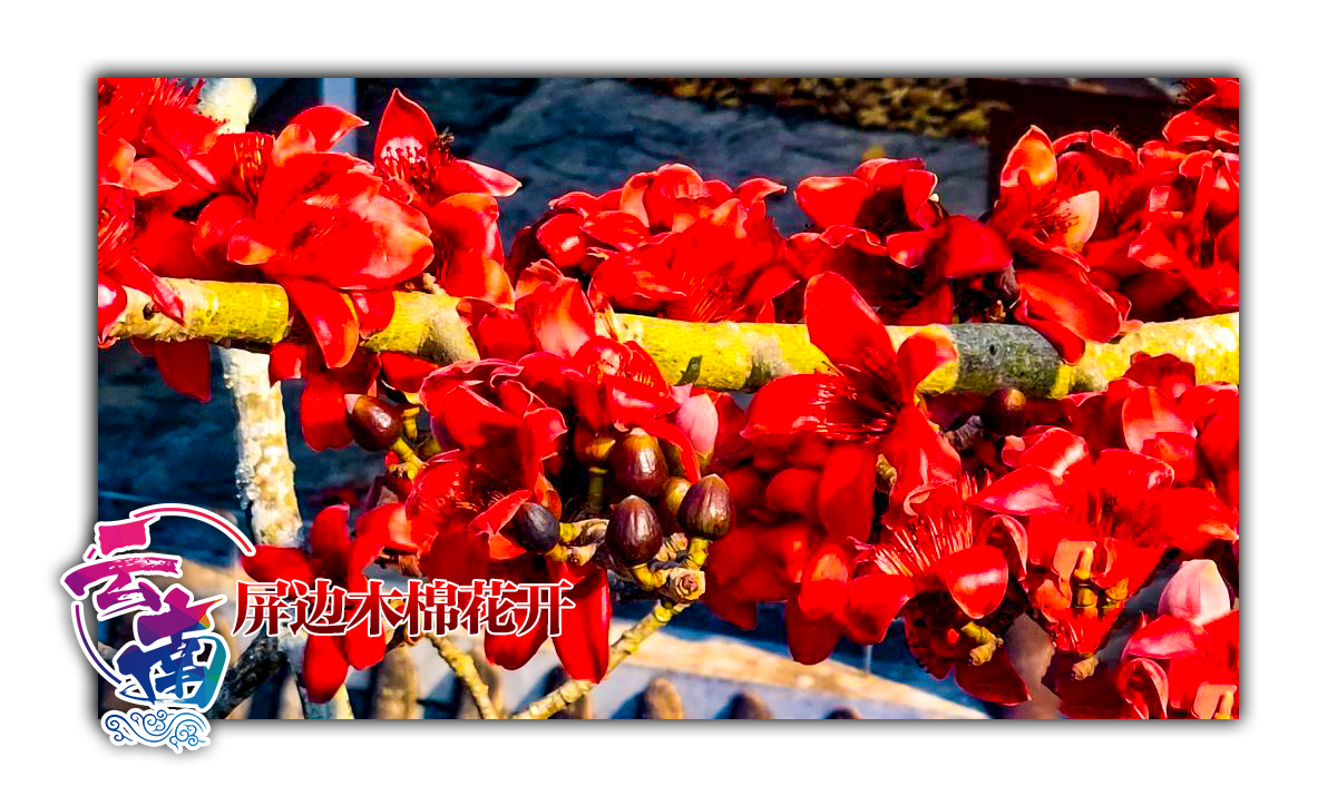 云南屏边 木棉花开 春光正好
