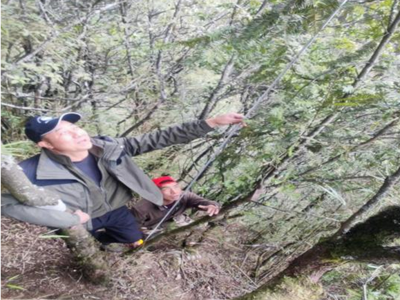 云南轿子山国家一级保护植物须弥红豆杉增加至24株