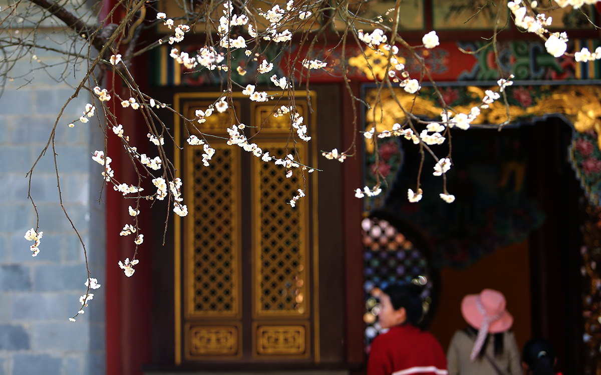 昆明明茶古梅 花开依旧共迎春