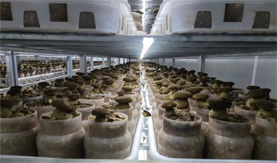 ယူနန်ပြည်နယ် စစ်ဆောင်ပန်းနားပြည်နယ်ခွဲမှ ထွက်ရှိသော porcini မှိုများ အမေရိကန်နိုင်ငံသို့ ပထမဆုံးအကြိမ် တင်ပို့ရောင်းချခဲ့