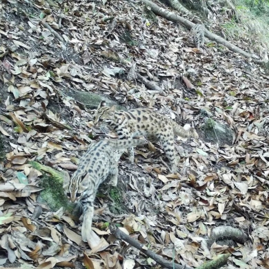 Leopard cat family spotted in Jingdong