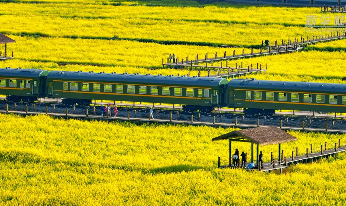 ດອກນໍ້າມັນ 600 ມູ້ ທີ່ຝັ່ງຊາຍ ນະຄອນຈິນນິງແຂວງຢຸນນານ ໄດ້ຕ້ອນຮັບໄລຍະການເບັ່ງບານ