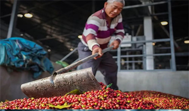 “အစည်းအဝေးကြီး နှစ်ရပ်” ။  ။ ၈၅ ရက်အတွင်း တရုတ်-မြန်မာနယ်စပ်ရှိ အထူးကော်ဖီစက်ရုံကို တည်ဆောက်ပြီးစီးကာ စတင်လည်ပတ်ခဲ့