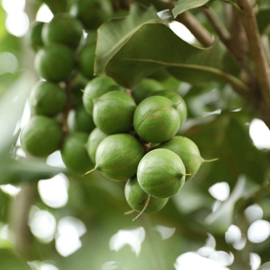 Worldwide, Yunnan has largest area growing macadamia 
