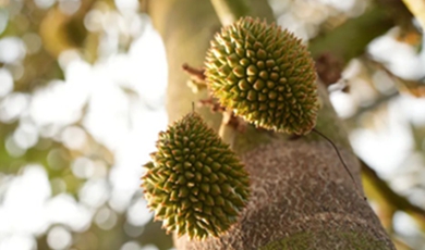 China-grown durians to hit domestic market 