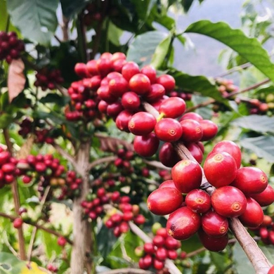 Coffee brewers to compete for prizes in Baoshan