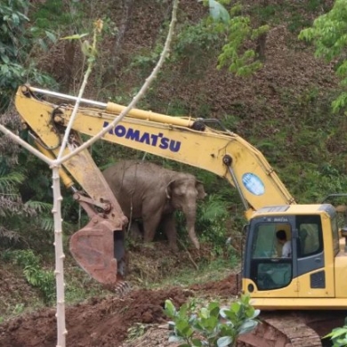 Excavator saves trapped elephant 