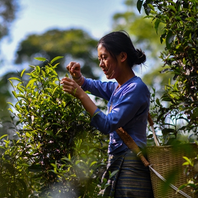 Spring tea picking starts in China's Yunnan
