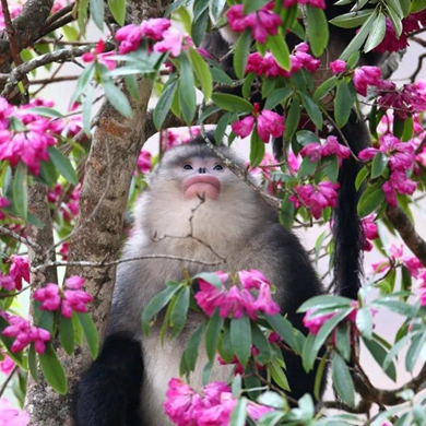 Special Yunnan Lifestyle| Langurs, monkeys, gibbons... They have 
