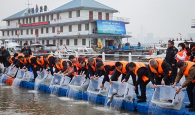 Over 200,000 sturgeons set free at Yangtze 