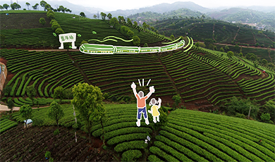 Diện tích lớn lá trà xuân đang được hái tại Phổ Nhĩ, Vân Nam