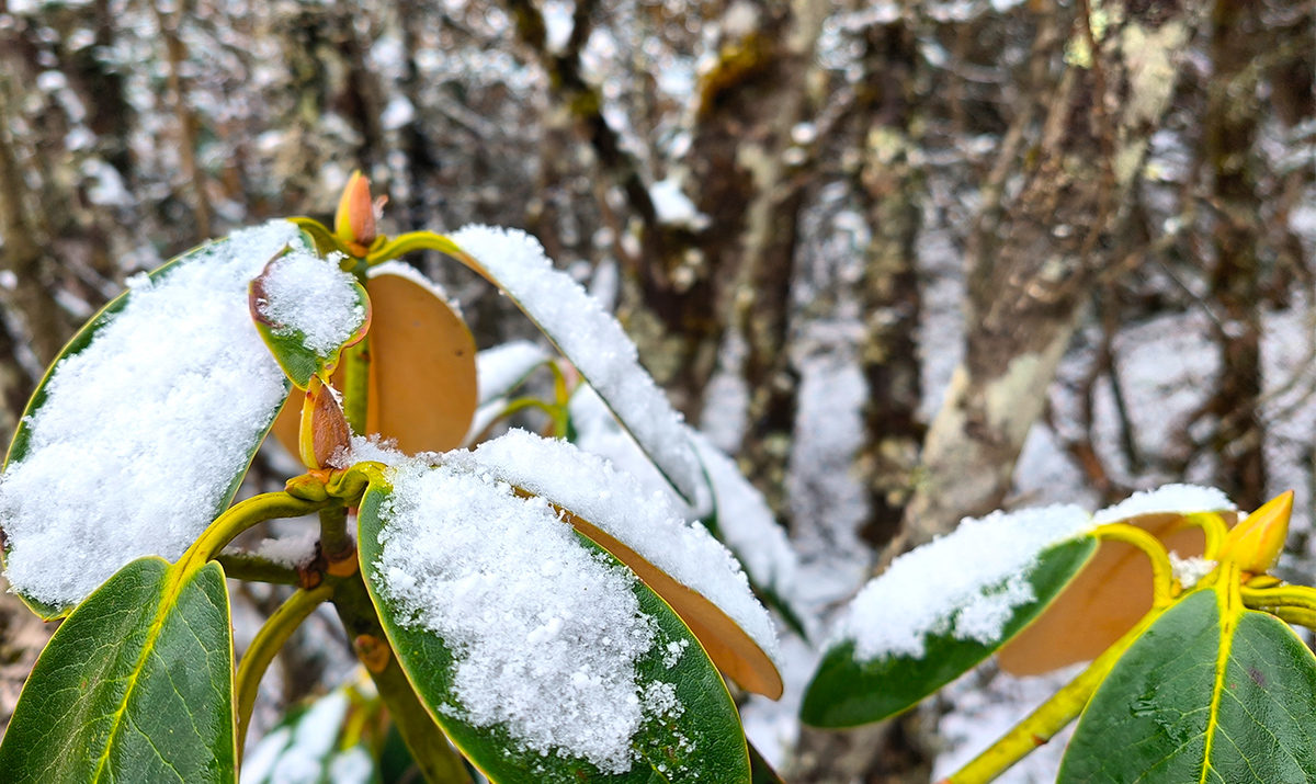 “春城”昆明三月飞雪