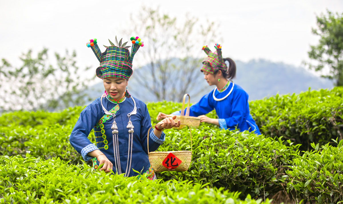 有一种叫云南的生活|广南：春风吹拂茶飘香 茶农采茶忙