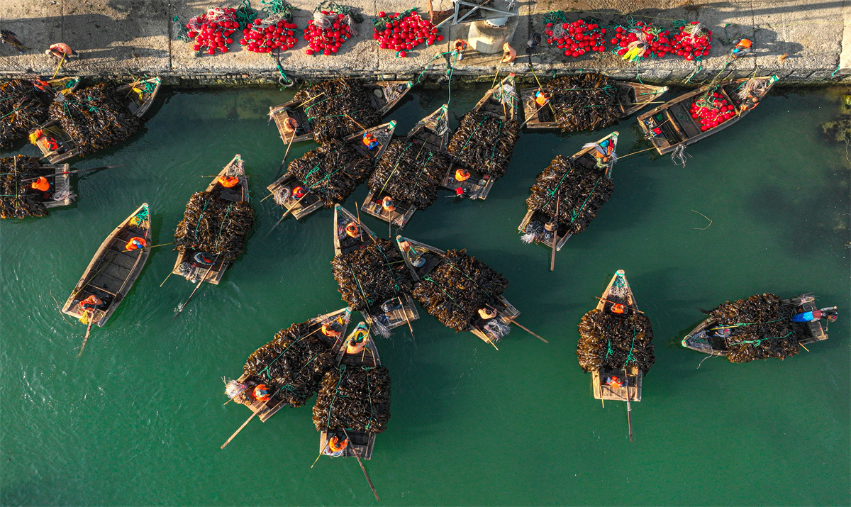 တရုတ်နိုင်ငံ စန်းတုန်ပြည်နယ် ယုံချန်မြို့၌ အထွက်နှုန်းကောင်းသည့် ပင်လယ်ရေမှော်များ ငါးဖမ်းလှေတွင် အပြည့် တင်ဆောင်