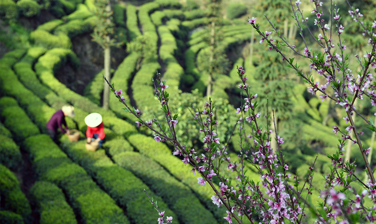Hương trà thu hoạch trước tiết Thanh Minh