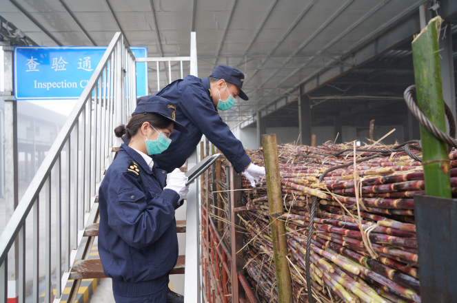 海关服务保障中缅榨季进口甘蔗安全顺畅通关