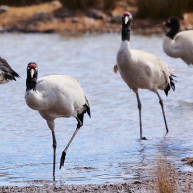 Yunnan helps cranes make migration journey