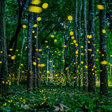 Botanical garden enters season of fireflies