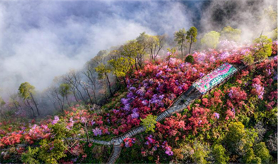 တောင်ပေါ်တွင် ဇလပ်နီပန်းများ ဝေဝေဆာဆာ ဖူးပွင့်နေ