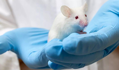 Biện pháp mới có thể làm thuyên giảm bệnh Alzheimer ở chuột