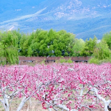 Go Deep in Lijiang: Lijiang sees enchanting colors in spring 