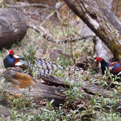 Go Deep in Lijiang: Rare Mrs Hume's pheasant filmed in Laojun Mountain