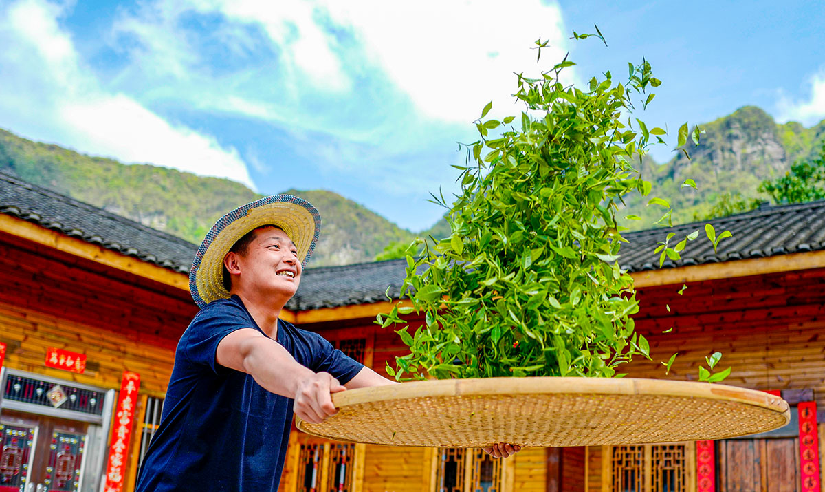 南川古树茶飘香 致富“金叶”采制忙