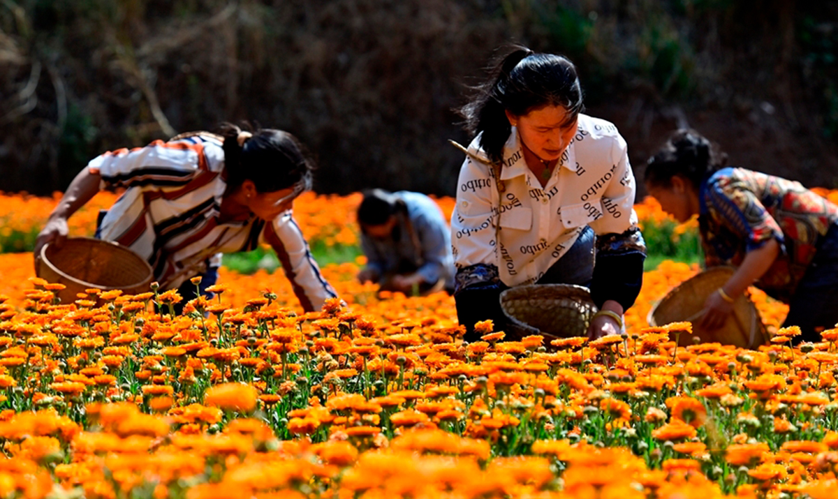 การผลิตเมล็ดพันธุ์ดอกไม้ช่วยสร้างรายได้ให้กับชาวสวนในหนานเจี้ยนยูนนาน
