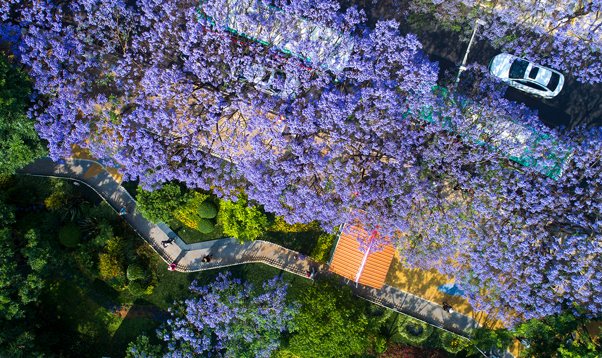 Special Yunnan Lifestyle| Hoa phượng tím nở rộ cảnh đẹp đúng mùa