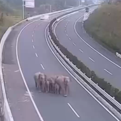 Elephants spotted on highway