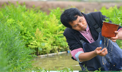 တရုတ်နိုင်ငံ အလယ်ပိုင်းရှိ လယ်သမားများက စပါး၊ ဟင်းသီးဟင်းရွက်နှင့် ပန်းများကို ရေပေါ်တွင် စိုက်ပျိုး